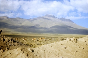 Guanako on Altiplano