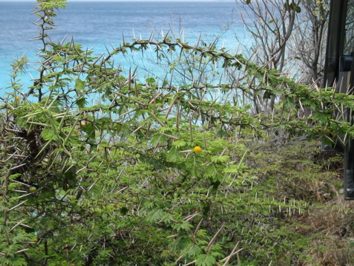 More flora