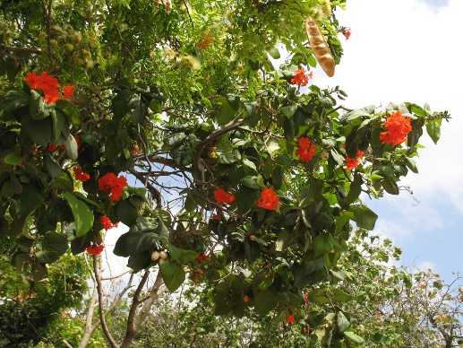 Caribbean flowers