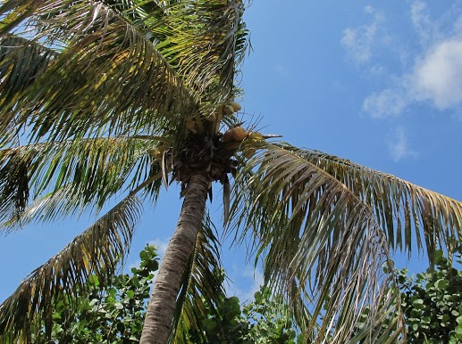 Look out for coconuts