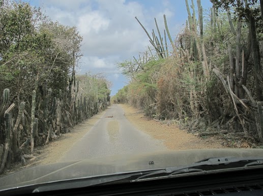 Through cactus jungle