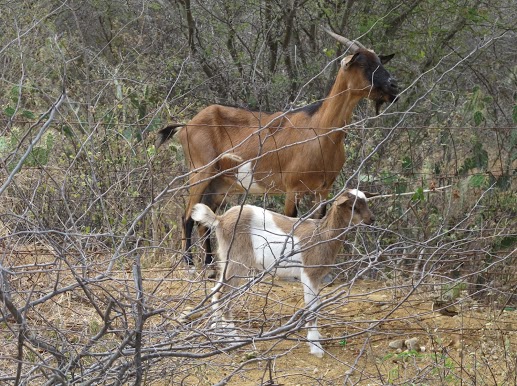 Island's residents