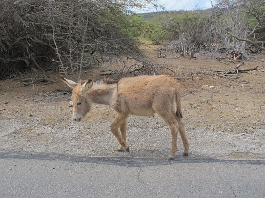 Native of Bonaire